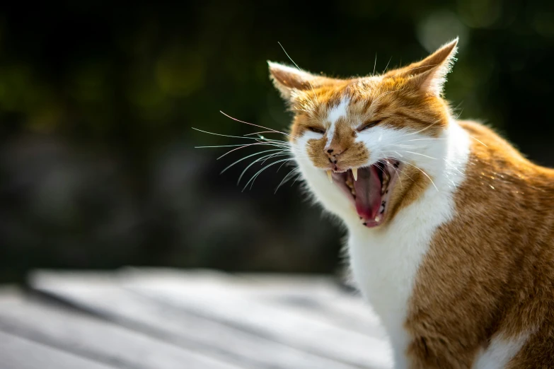 an orange and white cat with his mouth wide open