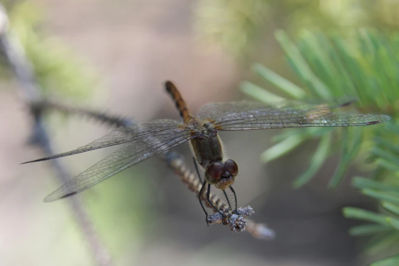 two dragonflies sitting on a nch next to each other