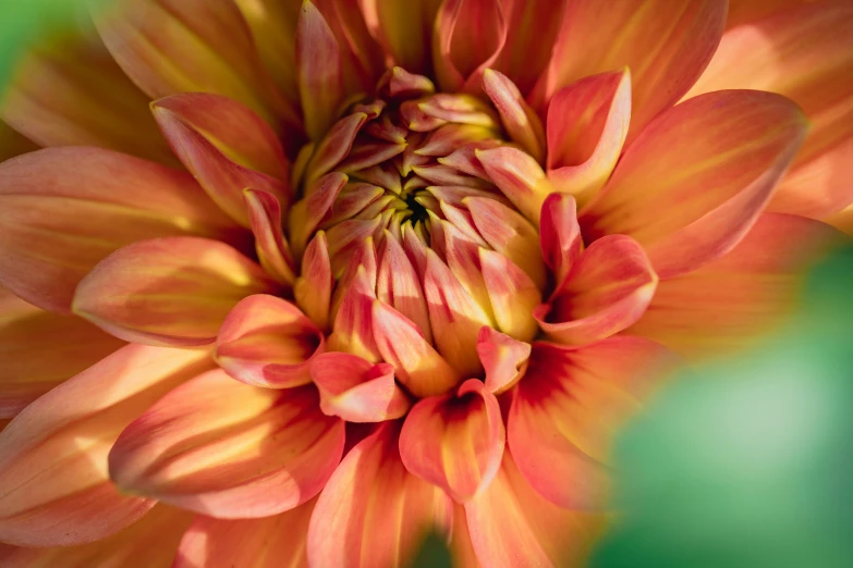 a bright orange flower in the sunlight