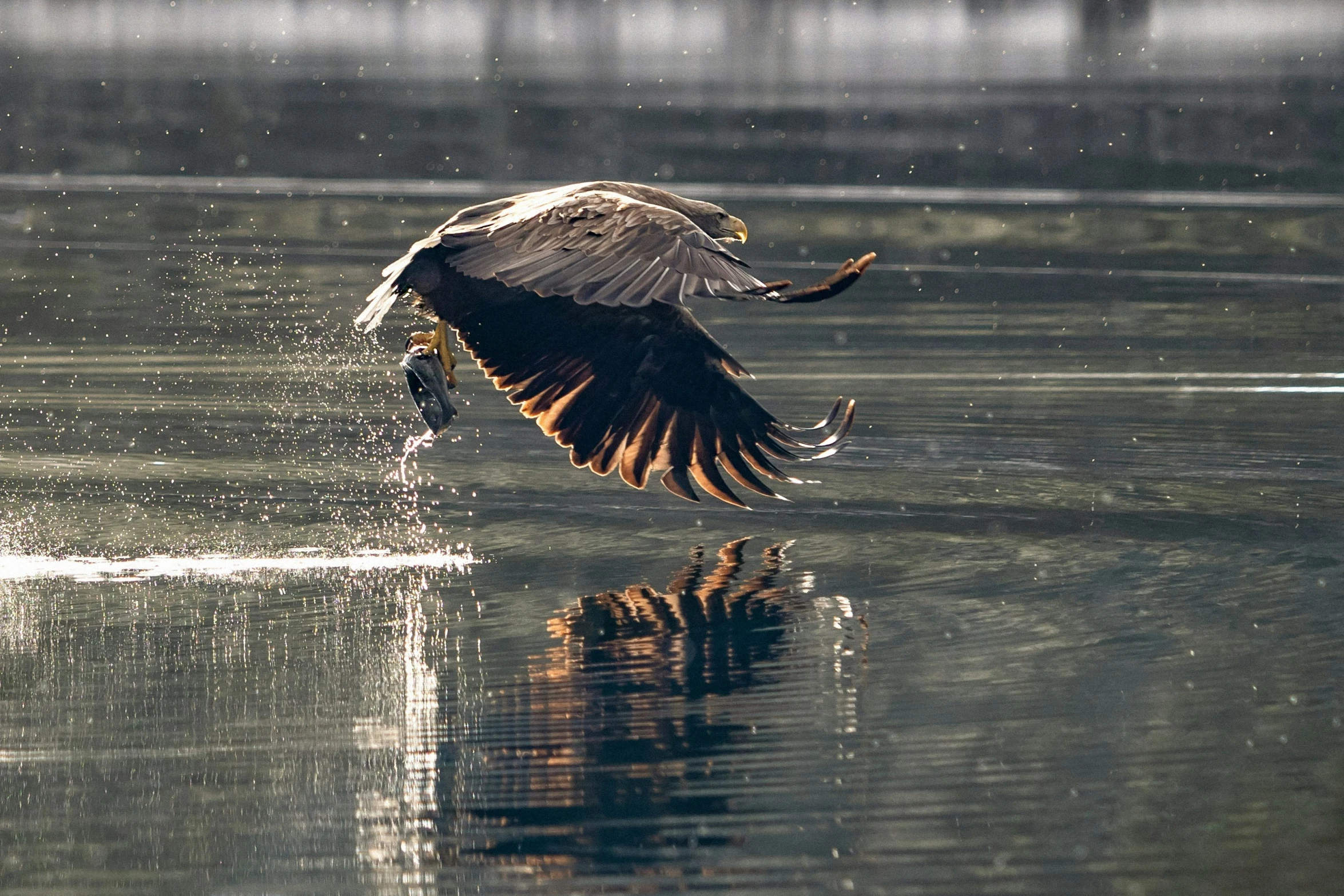 an eagle spreads its wings and spreads it's wings over water