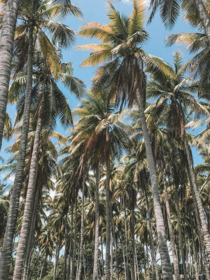 a row of palm trees on a sunny day