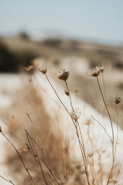 two flower stems standing on top of a dry grass field