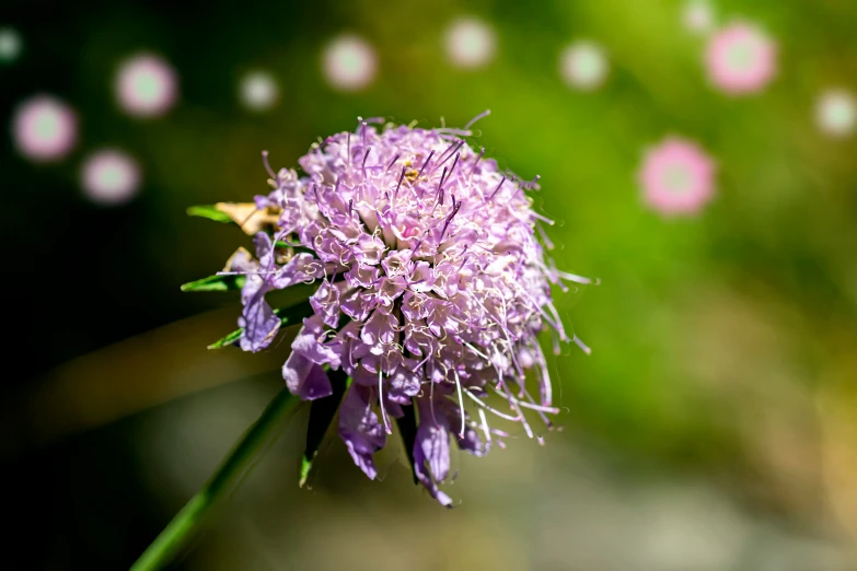 a purple flower with the green blurry background