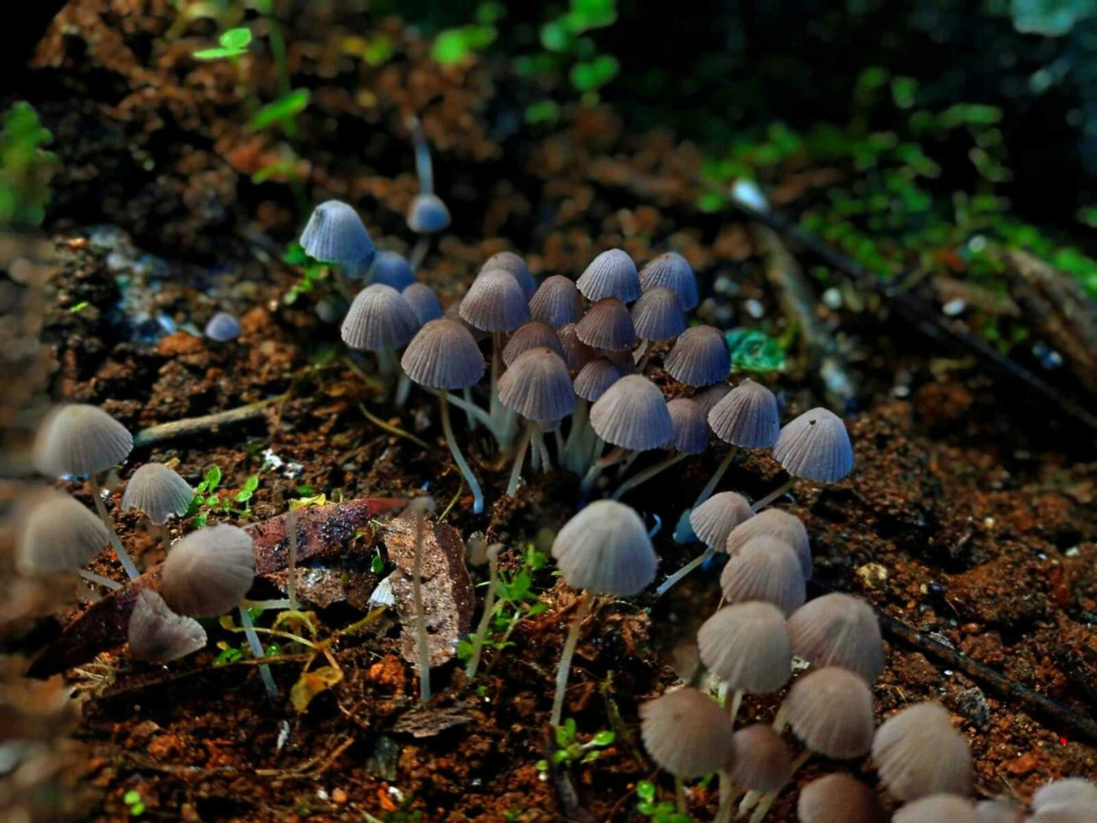 a small group of tiny blue mushrooms growing on the ground