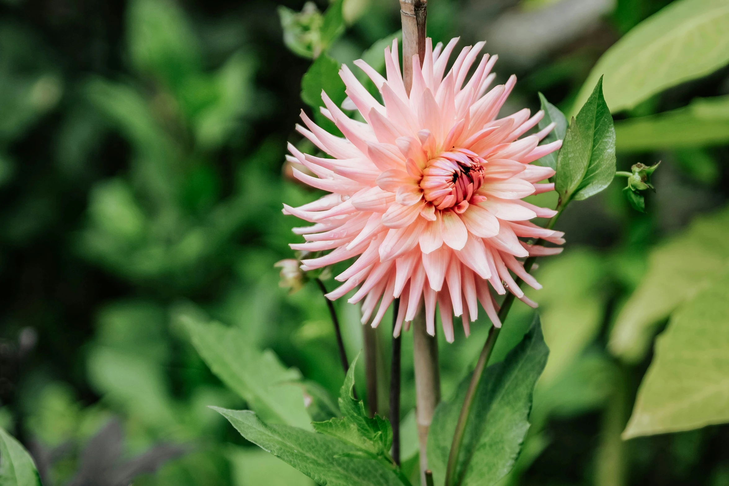 there is a flower that is pink and green