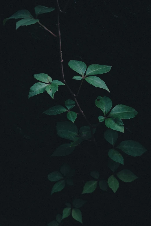 a nch of leaves with green leafs on it