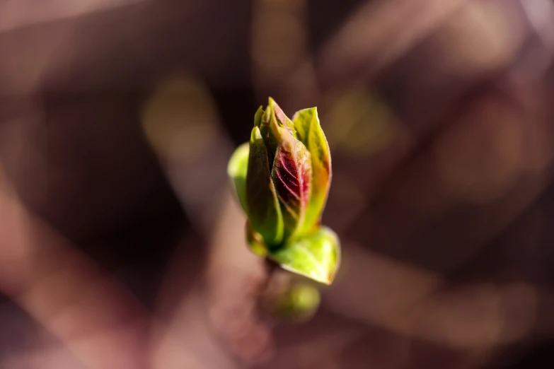 a pink flower with green leaves near blurry background