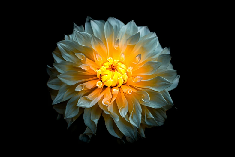 a yellow and white flower with green leaves