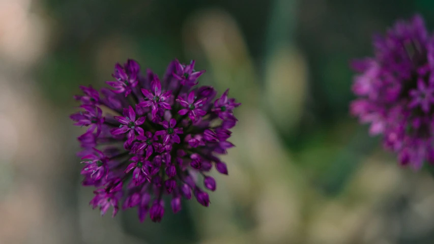 a bunch of purple flowers sitting on top of a flower vase