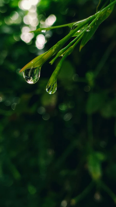 drops of water on a green leafy plant