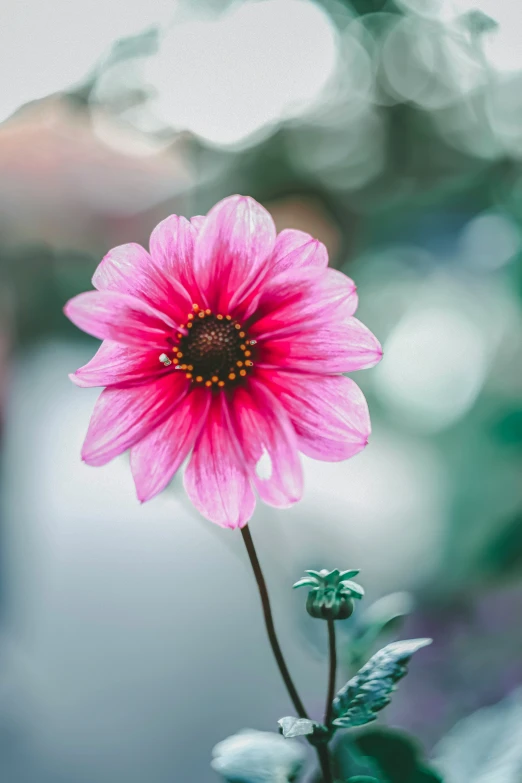 a single flower that is sitting in some water