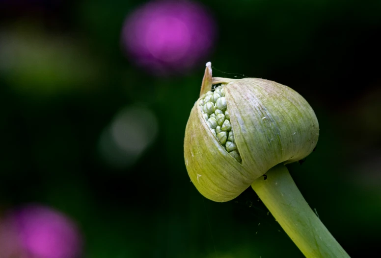 a close up of the buds of a flower