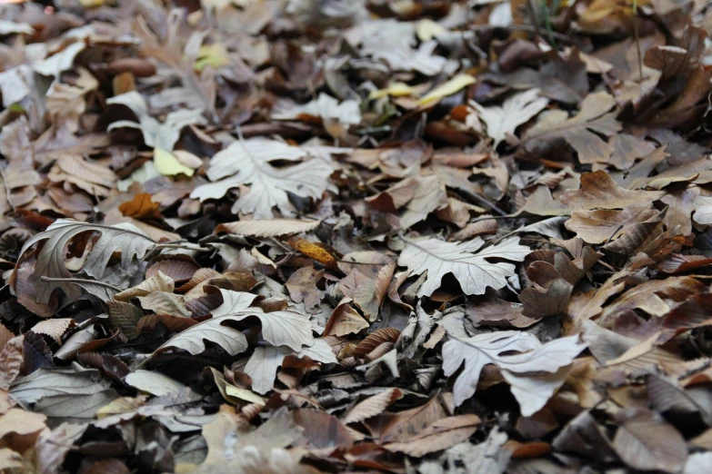 dead leaves on the ground of a forest