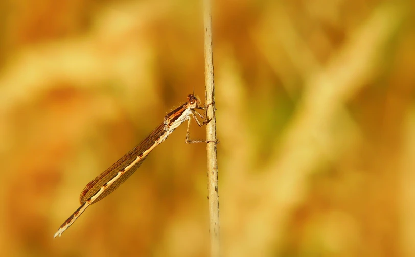 a large, orange bug is resting on a tall stick