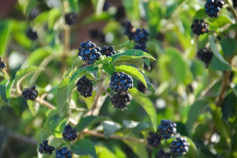 berries are still blooming on the nch