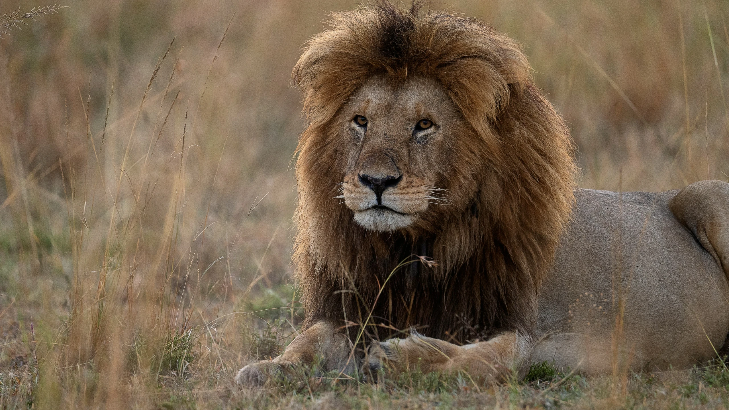 a lion laying down with grass in front of him