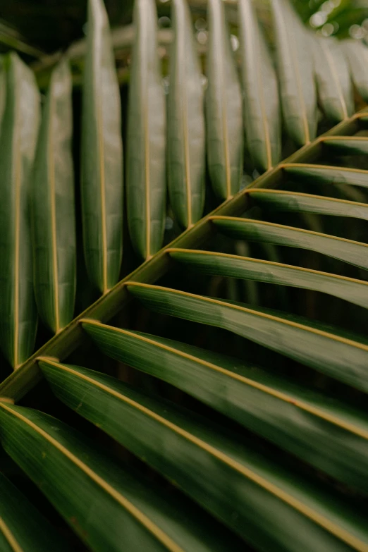 closeup view of the blades of a leaf