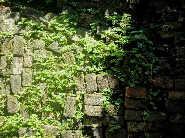 an old wall covered with lots of plants