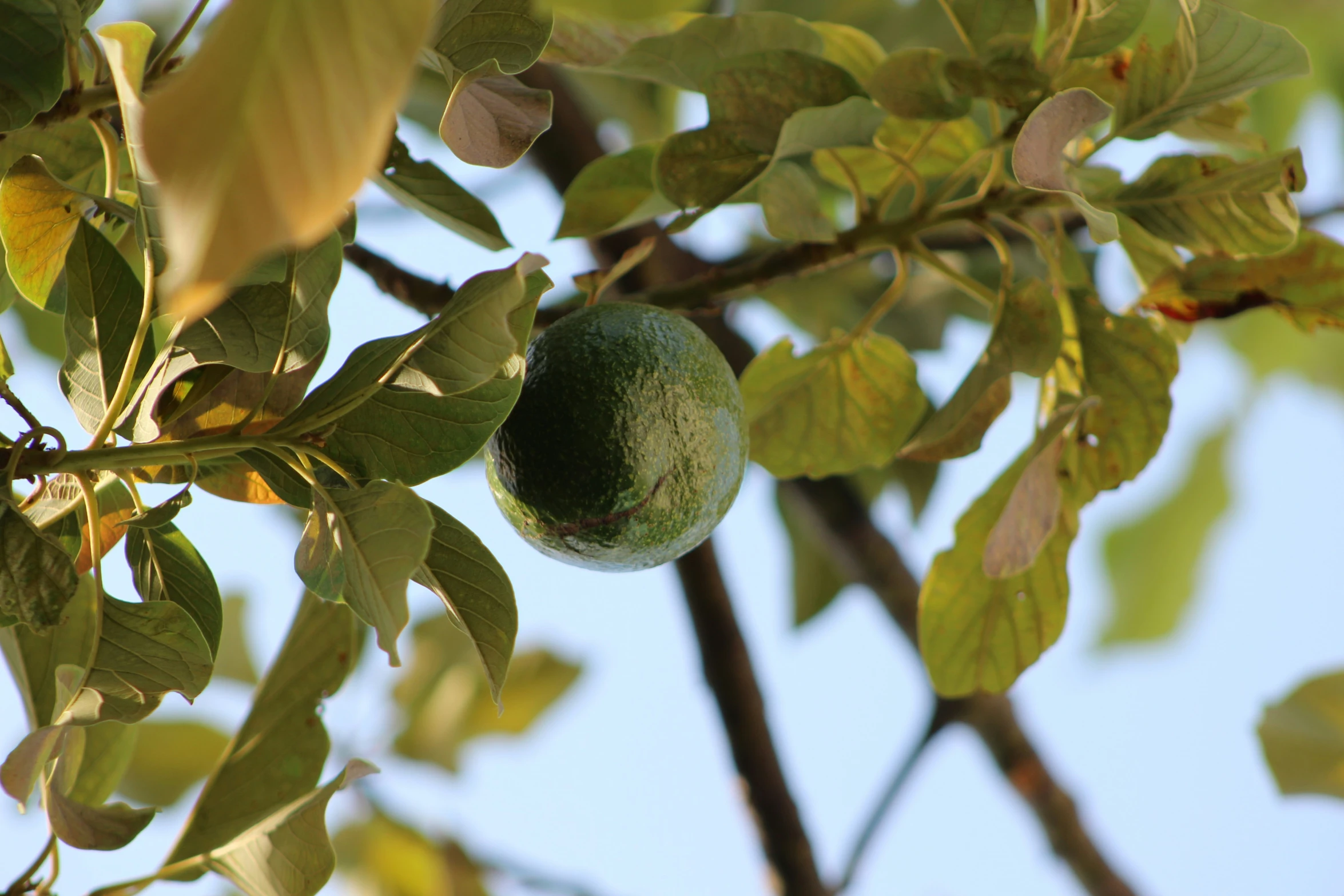 a green object is in the middle of a leafy tree