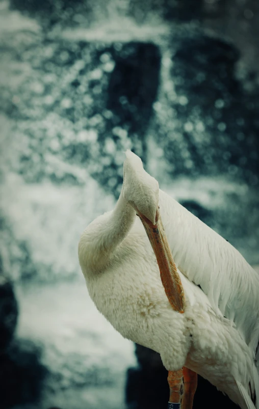 a close up po of a bird on the ground