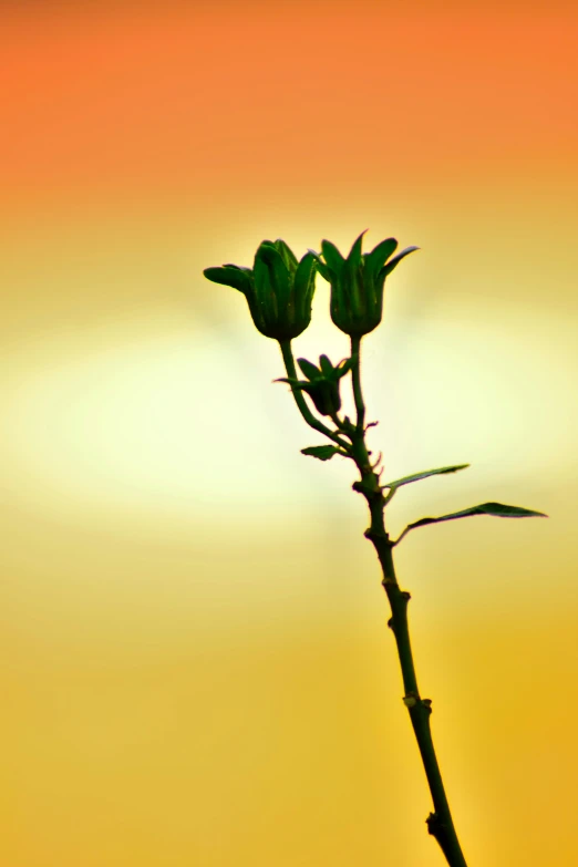 a close up view of a dying leaf in front of a sunset