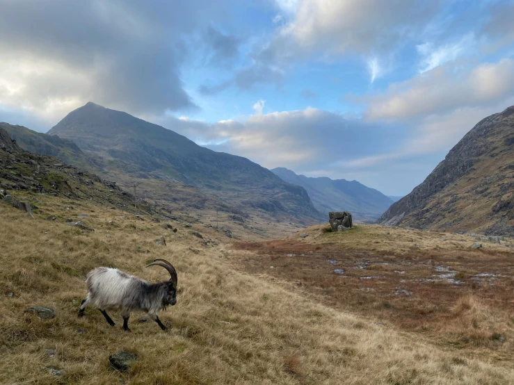 a small goat walking through a grassy area in the mountains