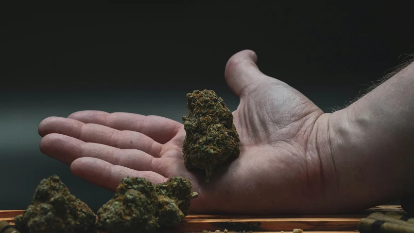 a person holds a small green piece of cannabis next to many capsules