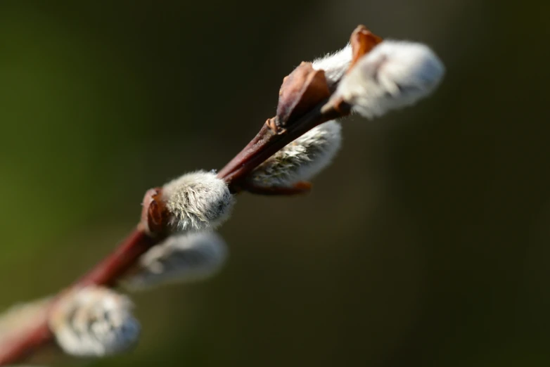 a long thin twig, with a few flowers beginning to bloom