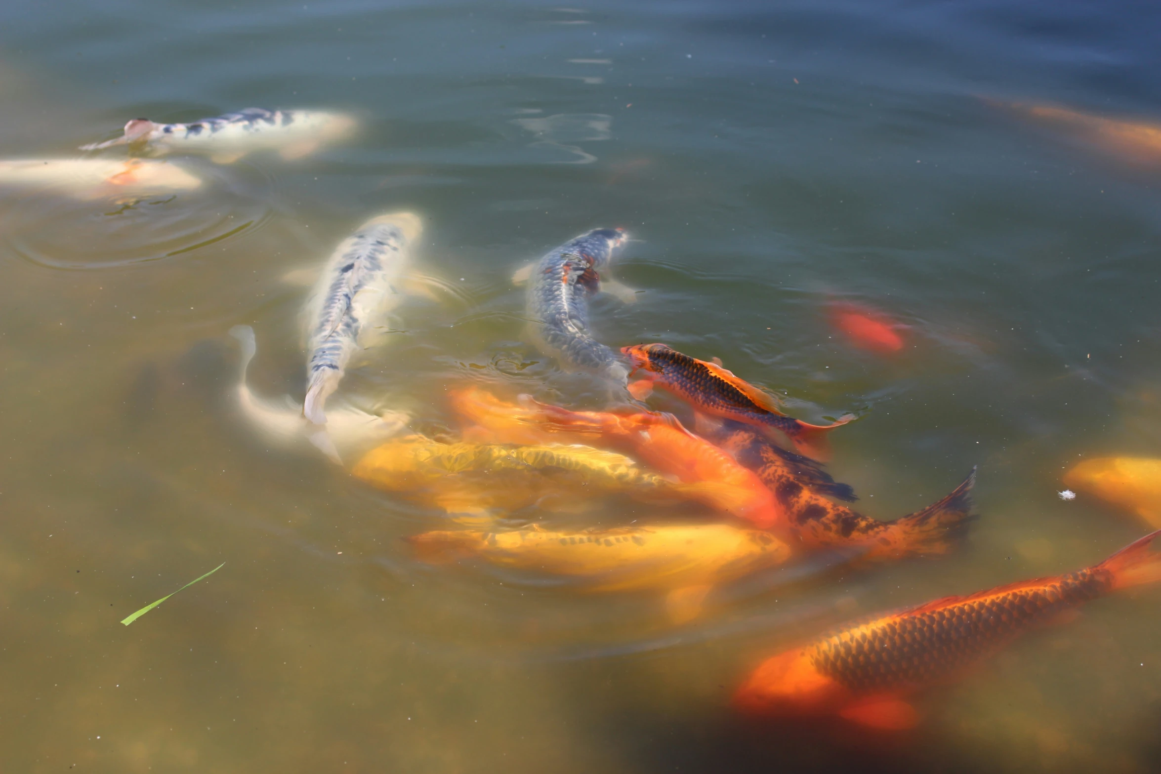 a small group of fish swimming in a lake