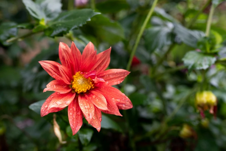 a red flower blooming among green leaves