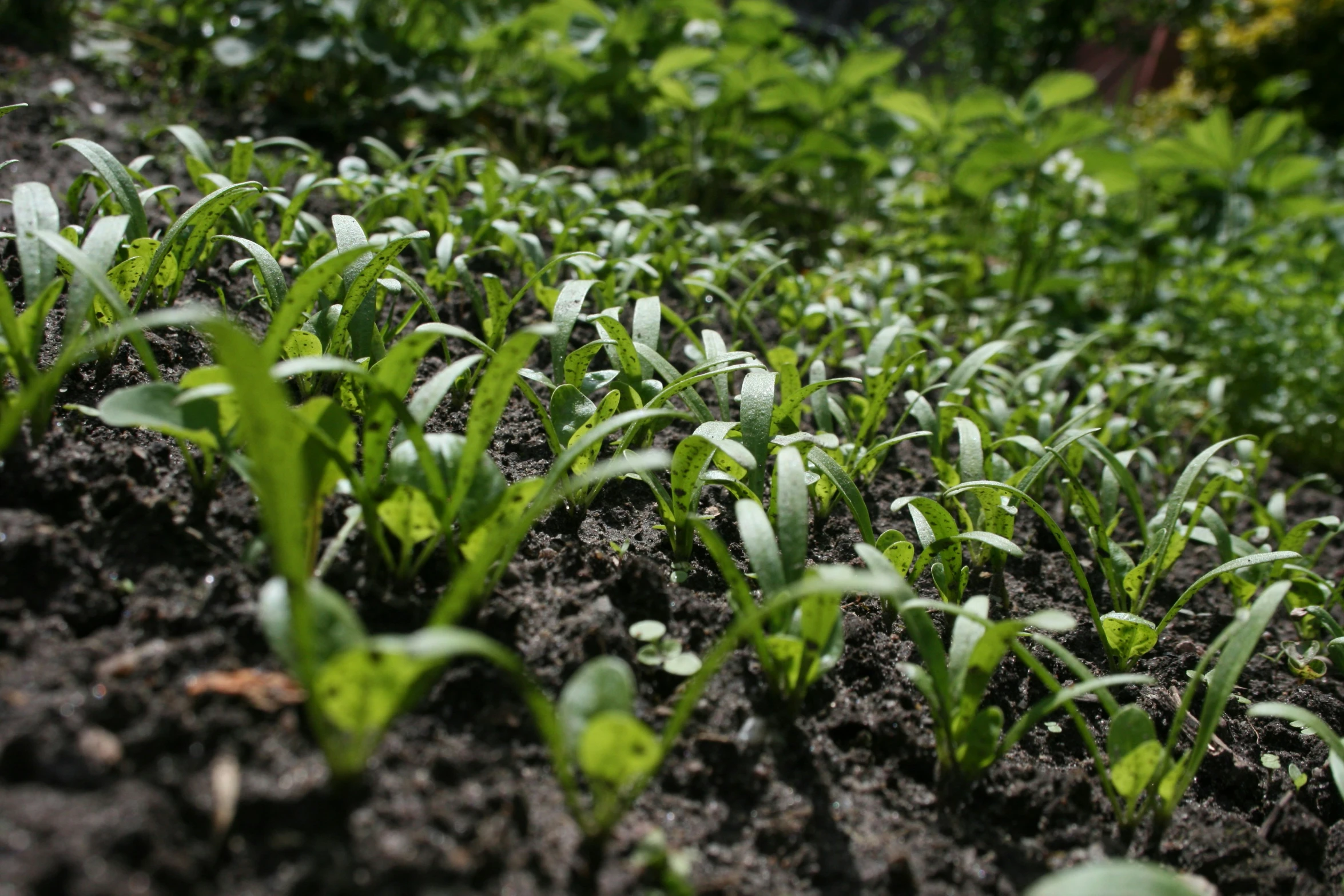 the soil is covered with green plants and ready to grow