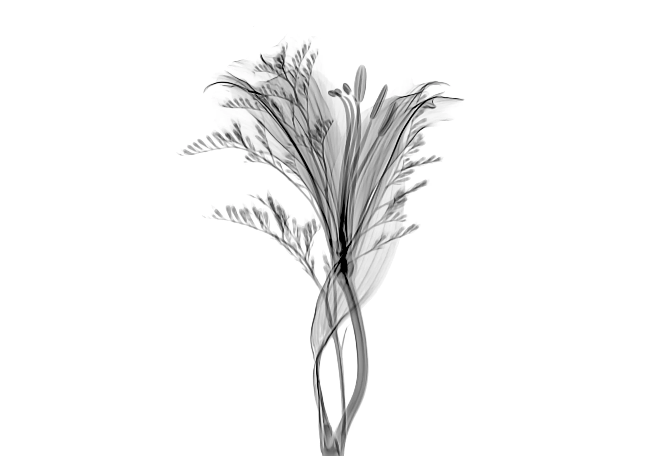 black and white pograph of grasses on a white background