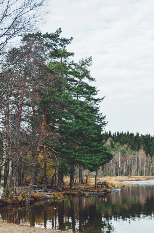 a tree next to a body of water with no leaves