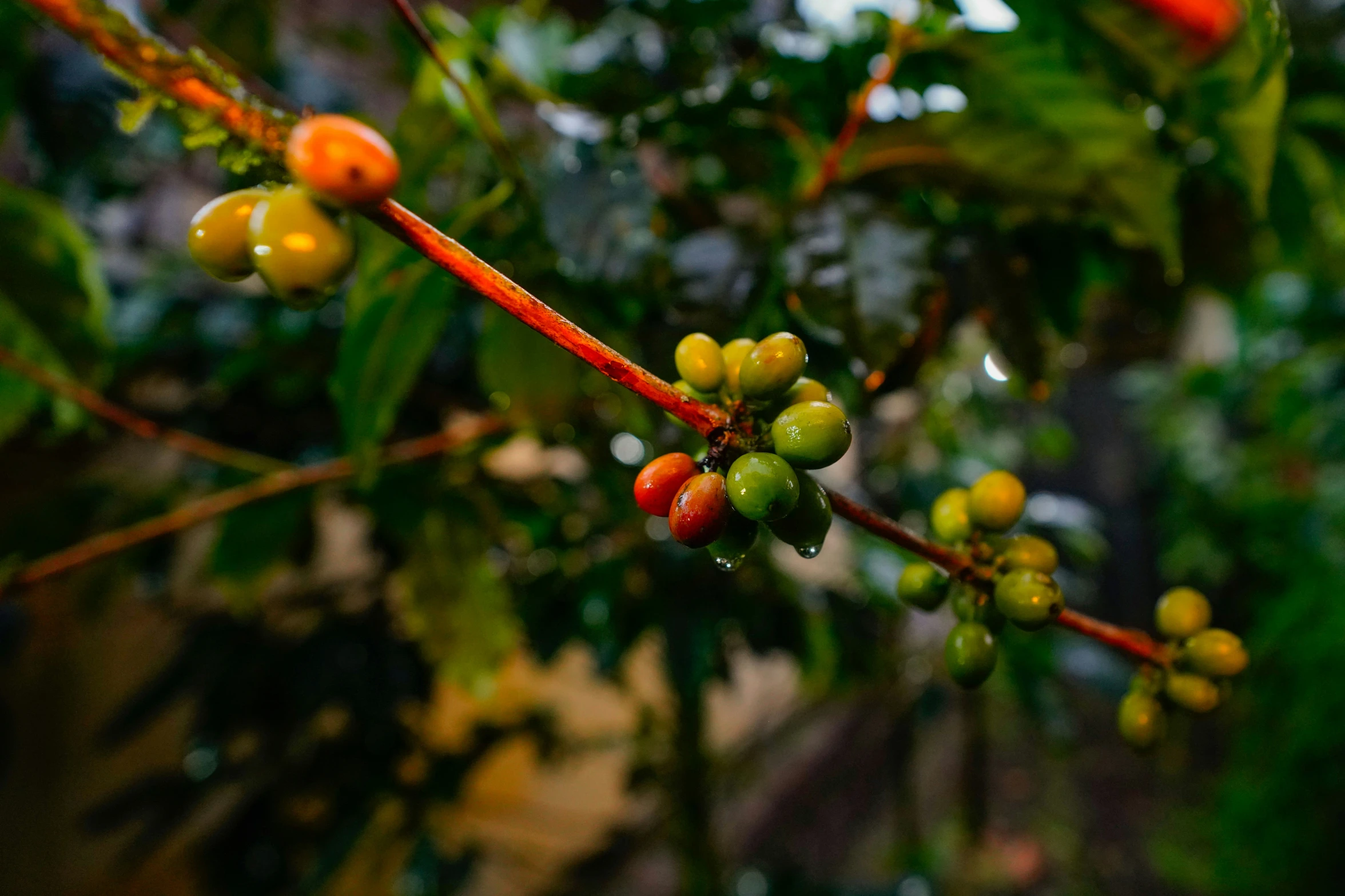 berries on a nch on a forest trail