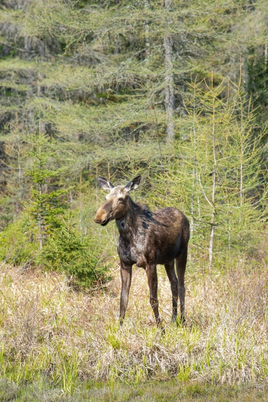 a moose standing in a field with trees in the background