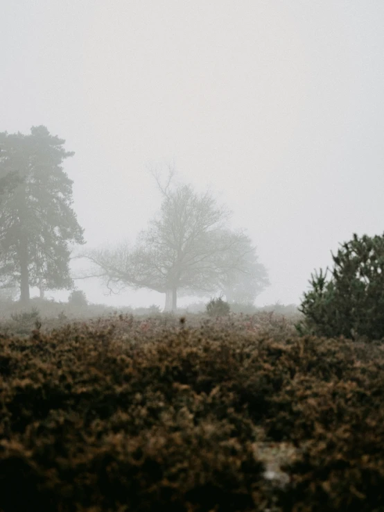 foggy field with a few trees in the distance