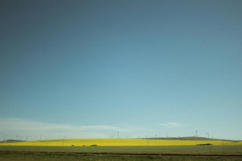 yellow field with blue sky in the background