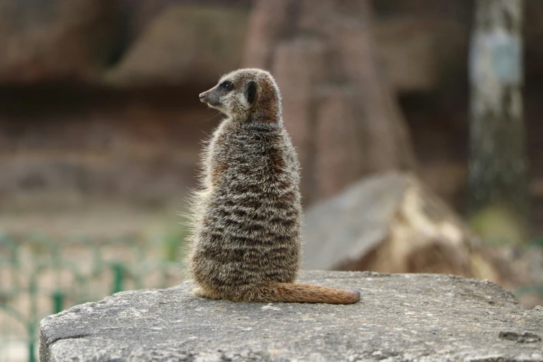 a small animal sitting on top of a cement block