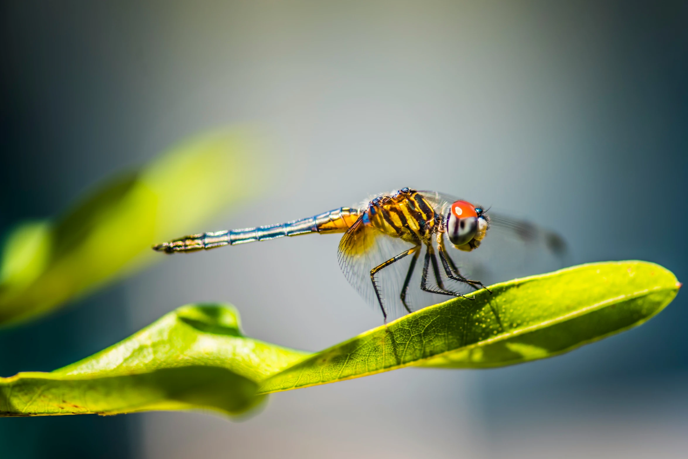 a dragon fly sitting on a leaf