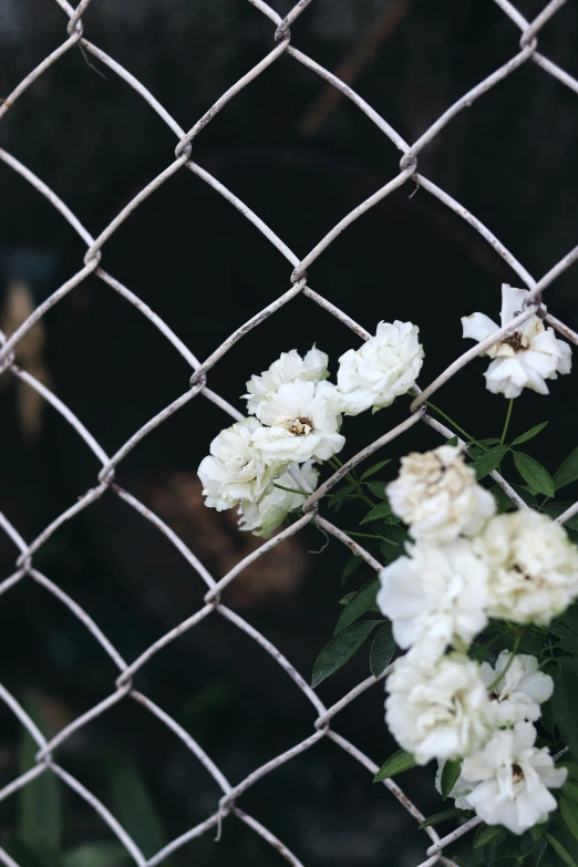 flowers sitting in front of a wire fence