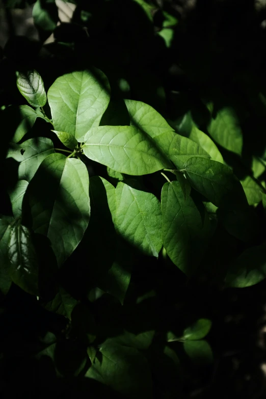 a close up of some green leaves on a plant
