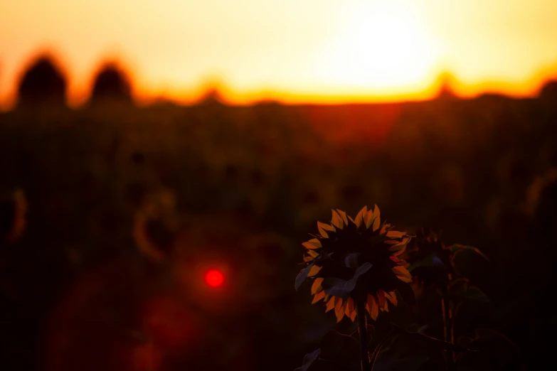 a single flower in a field with the sun in the background