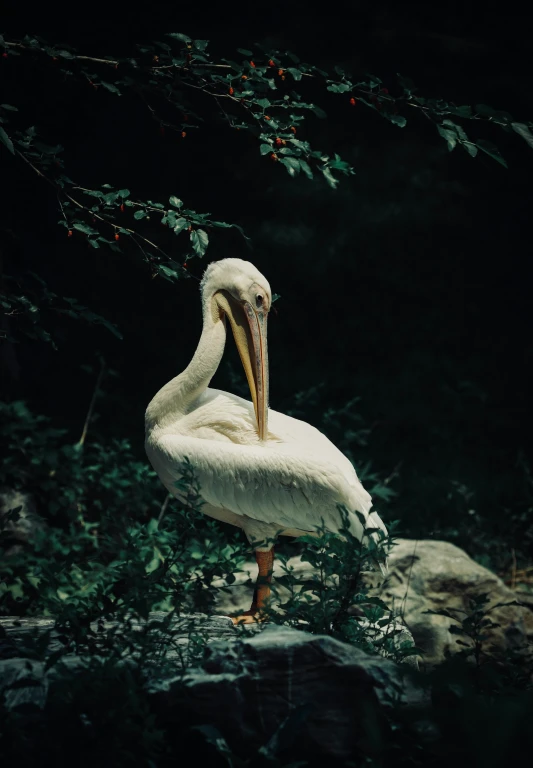 a bird sitting in the shade by a tree