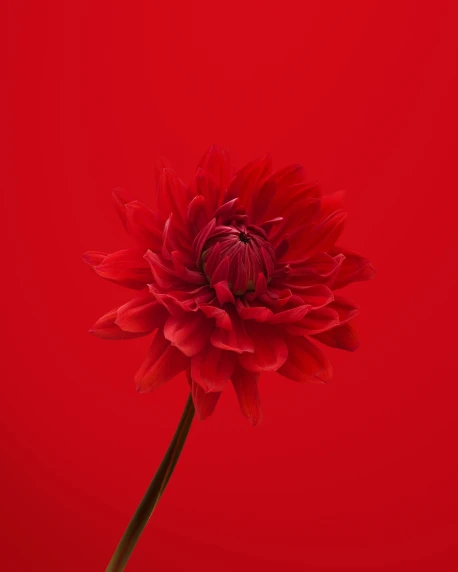 a flower is on a red surface with water