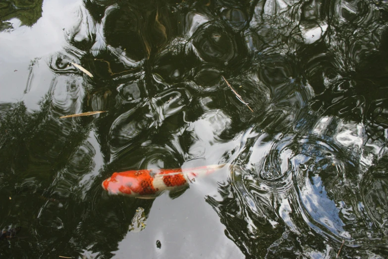 a orange and white fish swimming in the water