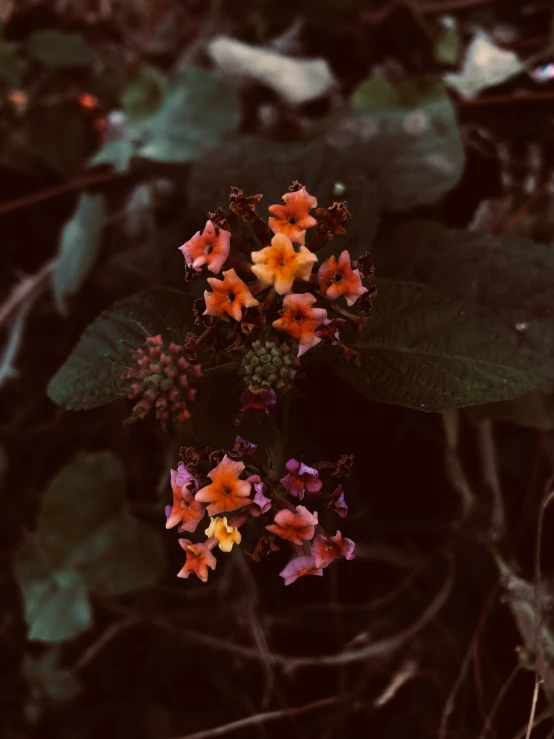 the small flowers are pink and orange