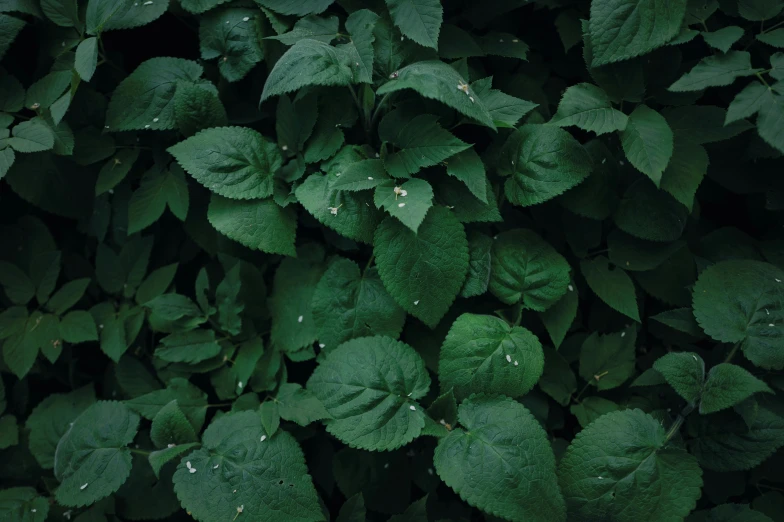 a group of leaves covered with rain drops