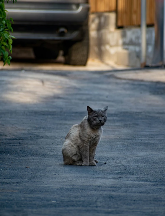 a gray cat is sitting on the side of the road