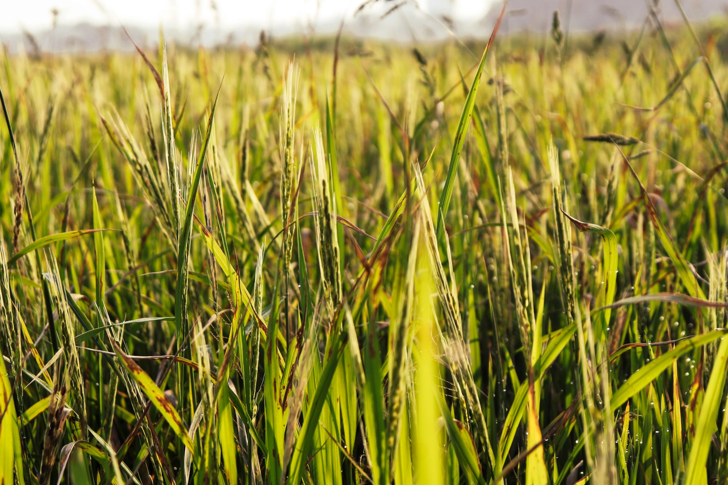 the top of a grassy plain covered in dew