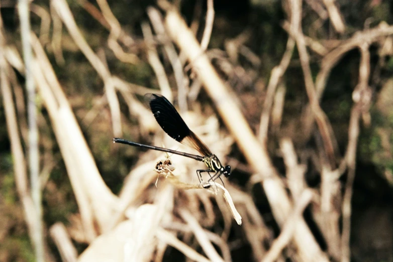 a black bird is sitting on a tree nch